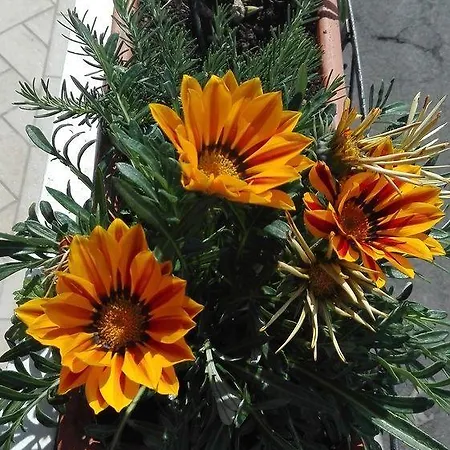 Lägenhet La Sorgente Del Sole *