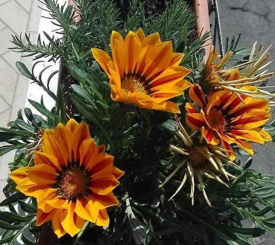 公寓 La Sorgente Del Sole *